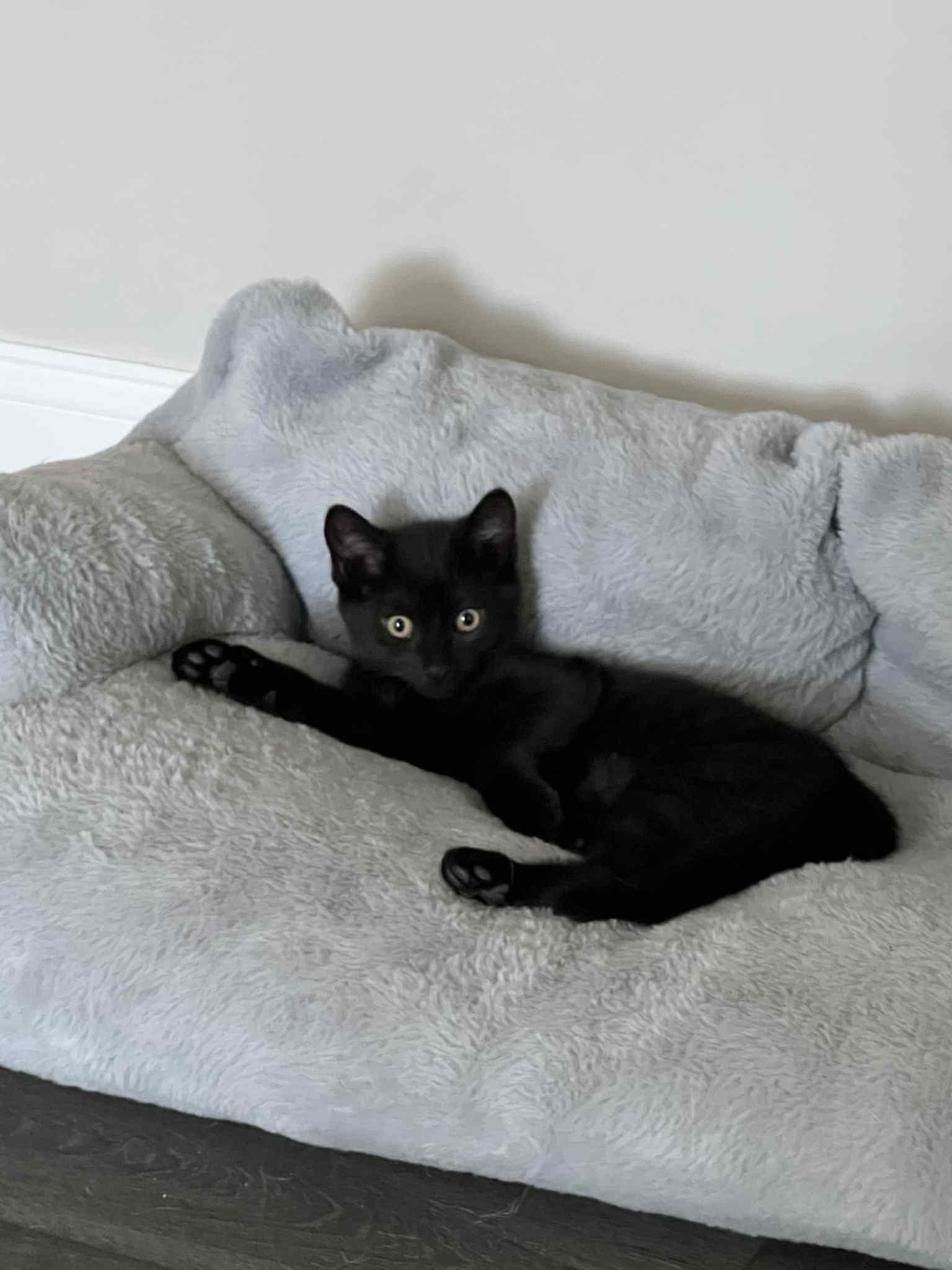 Chanel, a Adoptable Domestic Short Hair in Wading River, NY image 4/4