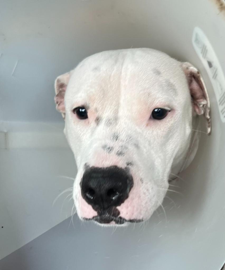 Veronica, a Adoptable Pit Bull Terrier in Tulsa, OK image 1/6