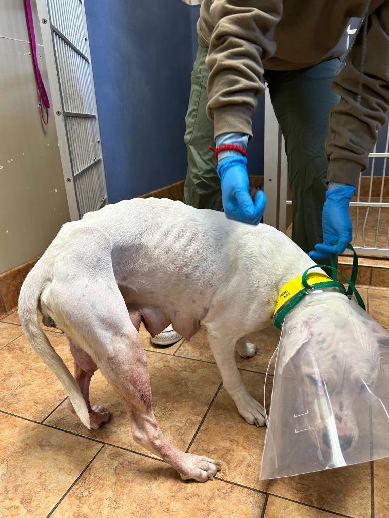 Veronica, a Adoptable Pit Bull Terrier in Tulsa, OK image 2/6