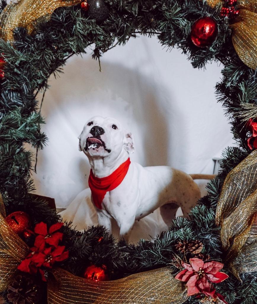 Veronica, a Adoptable Pit Bull Terrier in Tulsa, OK image 4/6