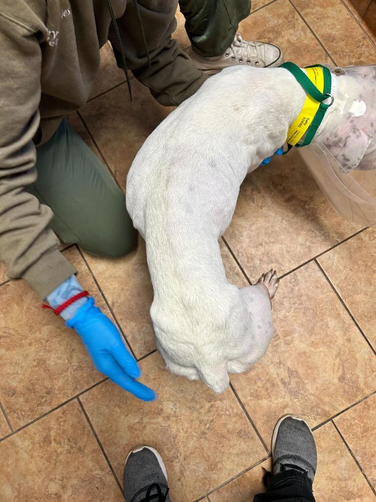 Veronica, a Adoptable mixed breed image 4/6