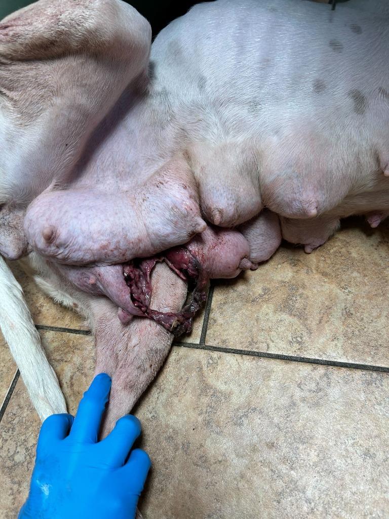 Veronica, a Adoptable Pit Bull Terrier in Tulsa, OK image 5/6