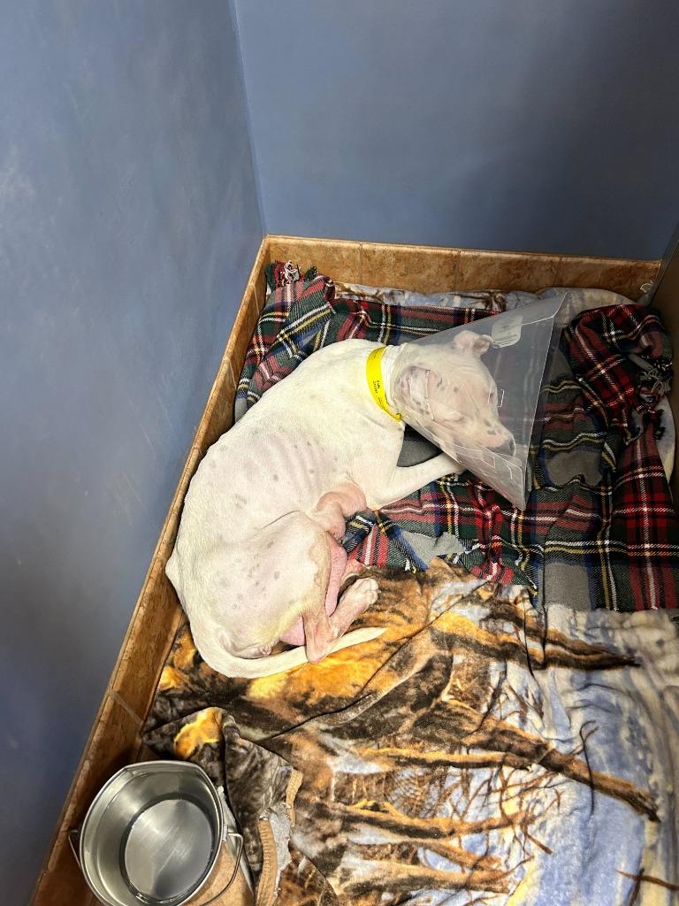 Veronica, a Adoptable Pit Bull Terrier in Tulsa, OK image 6/6