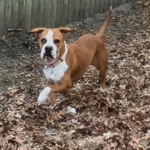 Enlarge Velma, a Adoptable Mixed Breed in Brookhaven, NY image 4/4