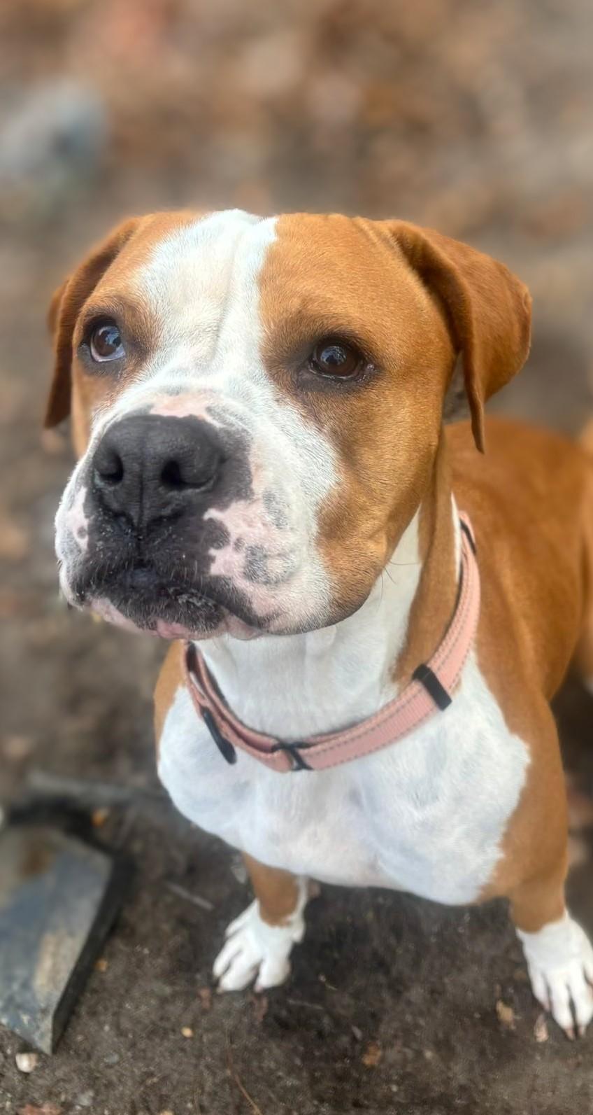 Velma, Adoptable, Adult Female Mixed Breed.