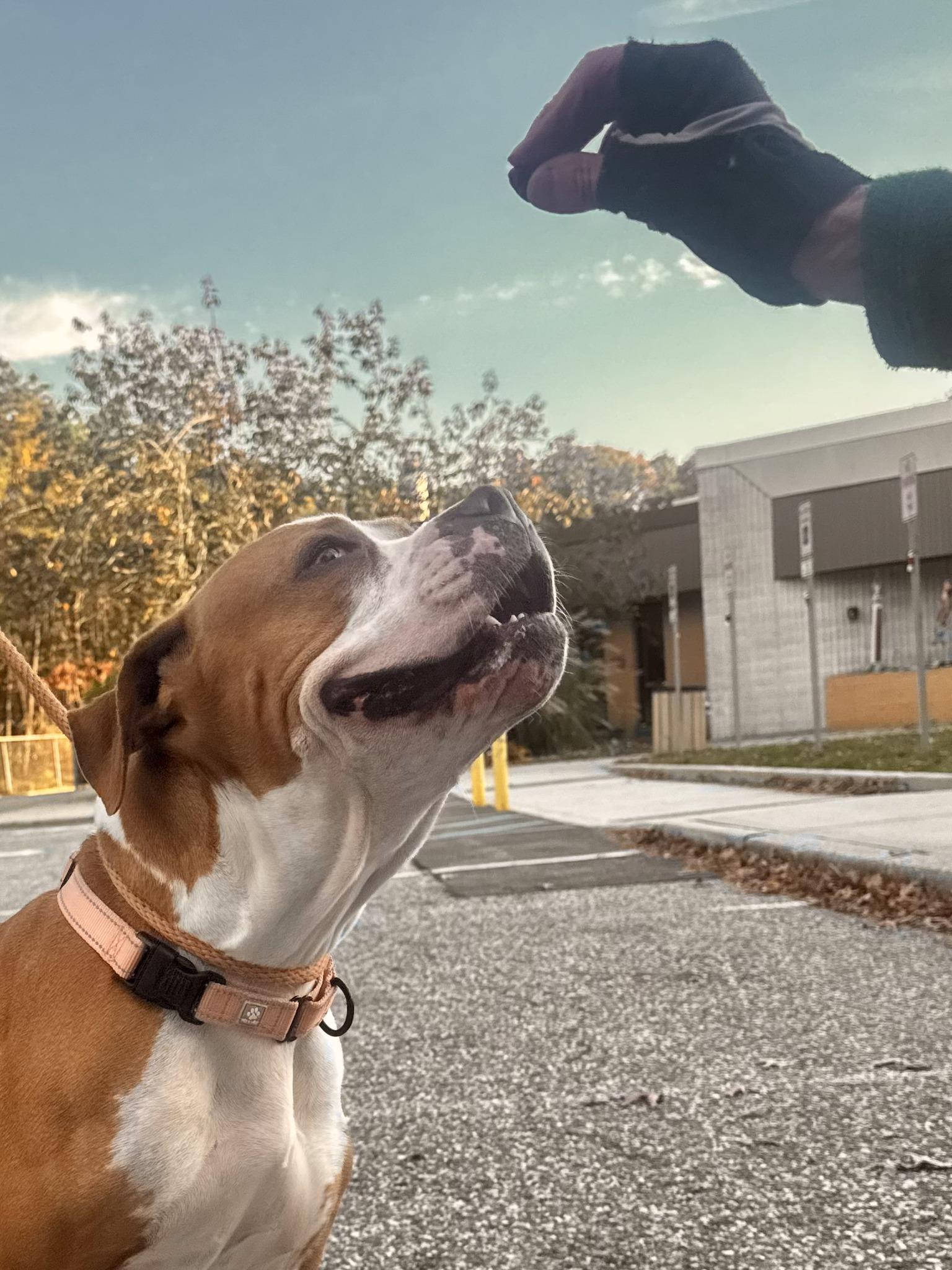 Enlarge Velma, a Adoptable Mixed Breed in Brookhaven, NY image 3/4