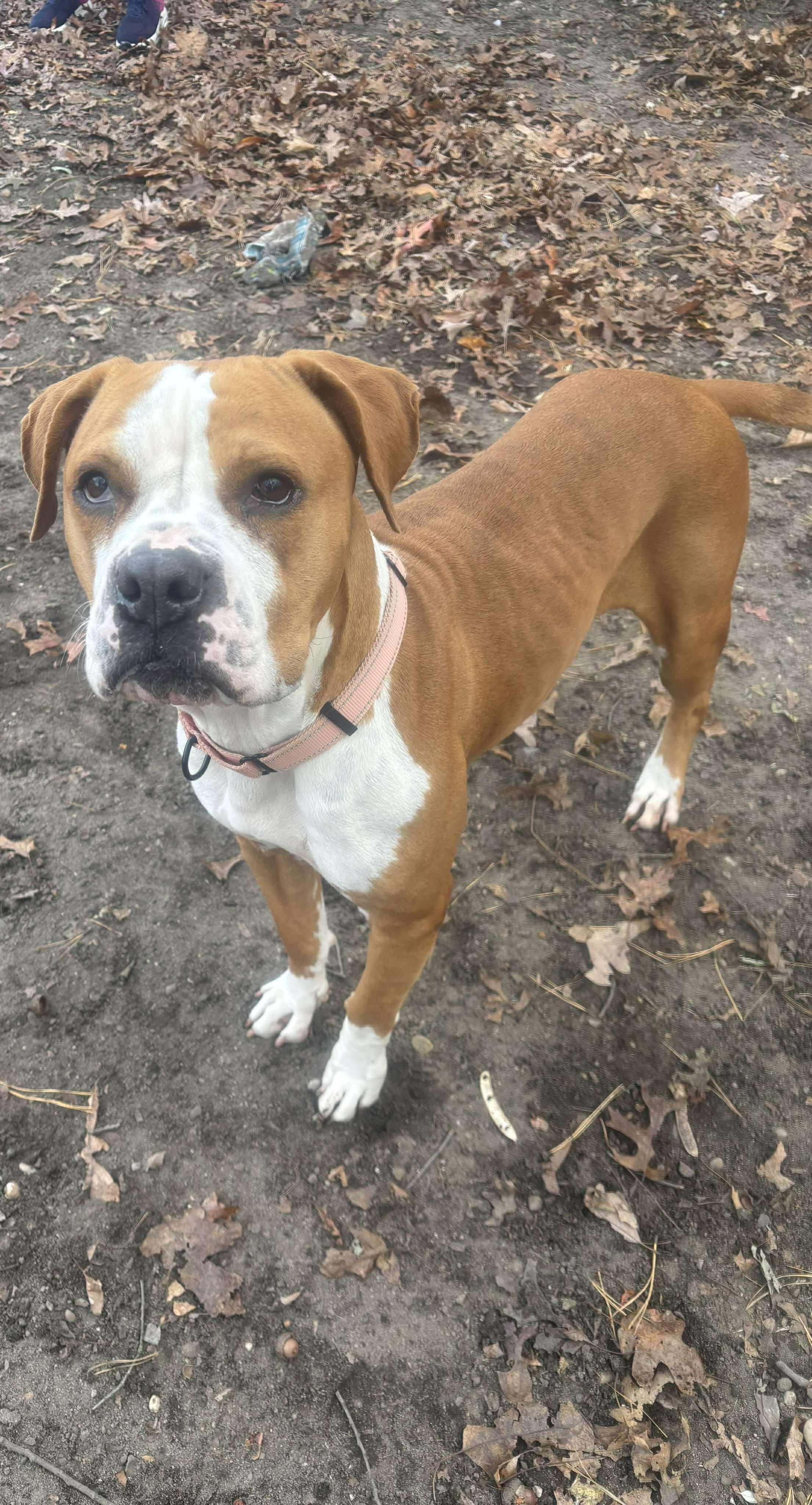 Enlarge Velma, a Adoptable Mixed Breed in Brookhaven, NY image 2/4