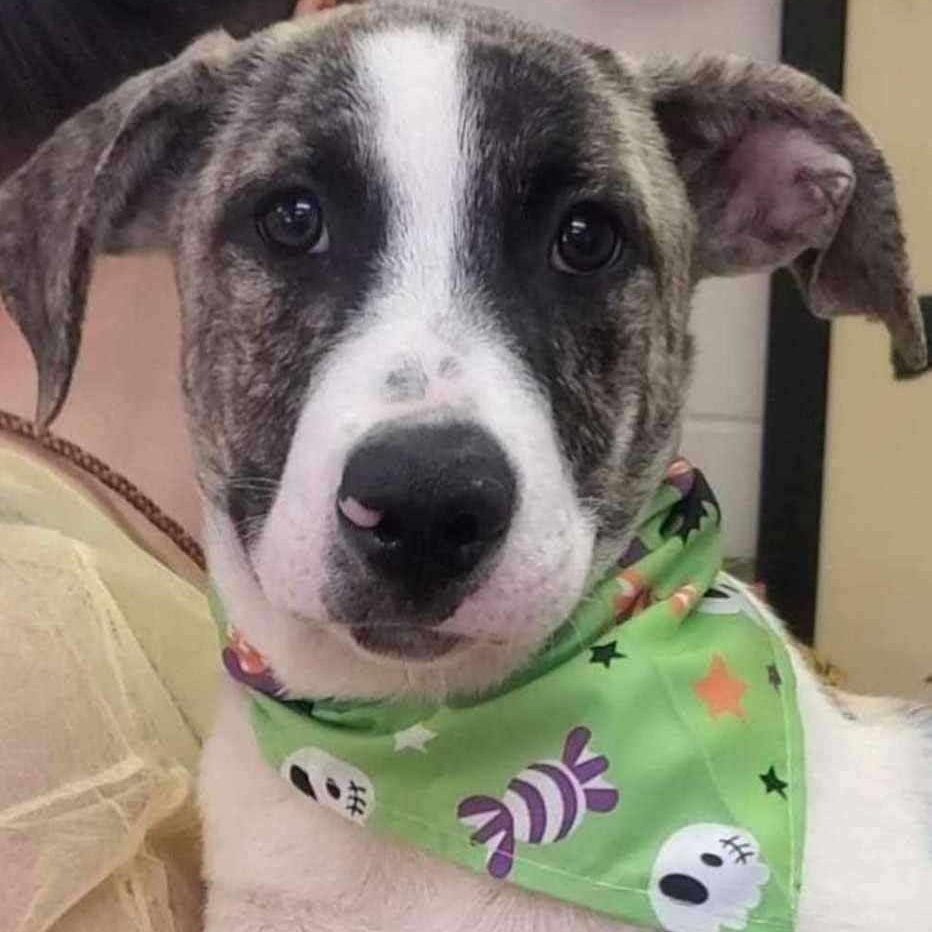 Dog for adoption Wanda, a Great Dane & American Bully Mix in East