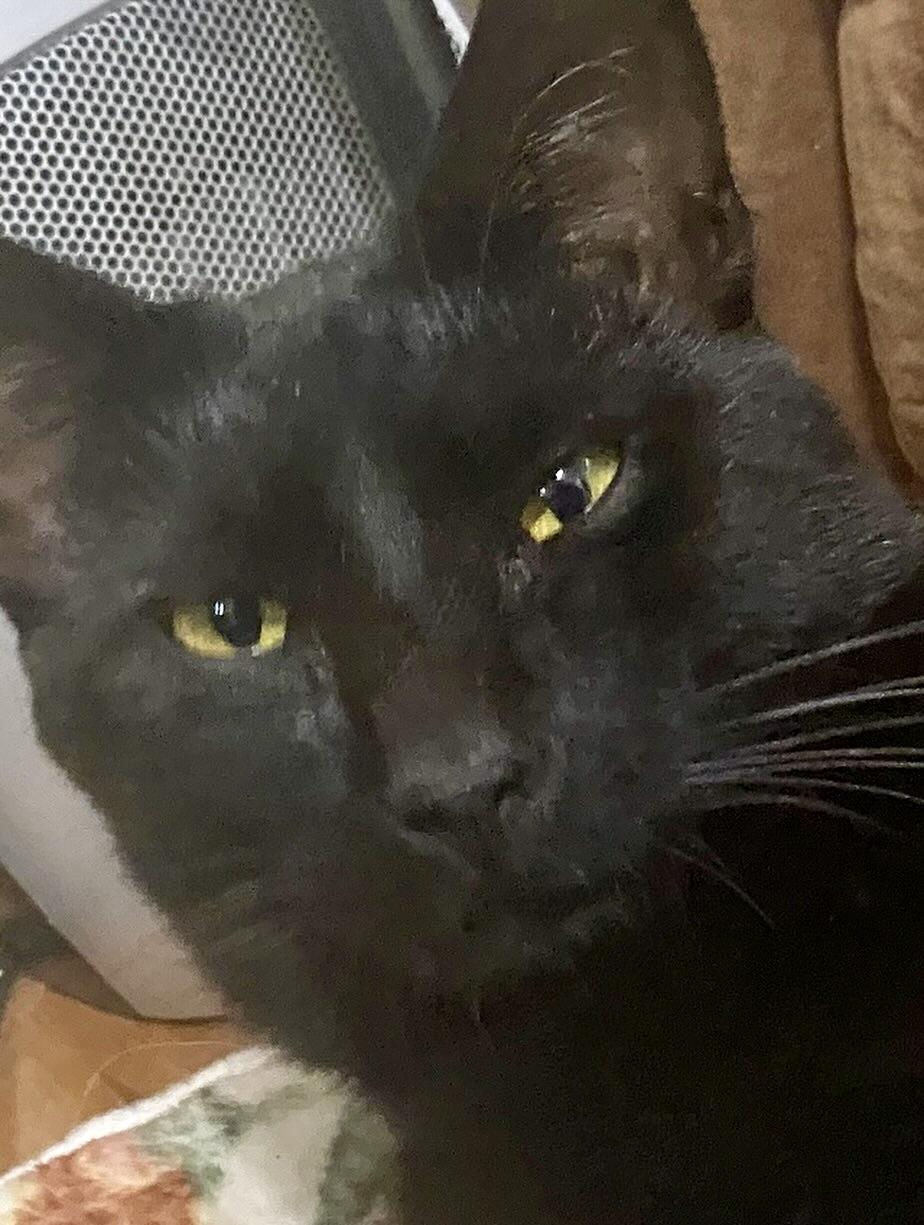 Ozzy, adopted, Adult Male Domestic Short Hair.