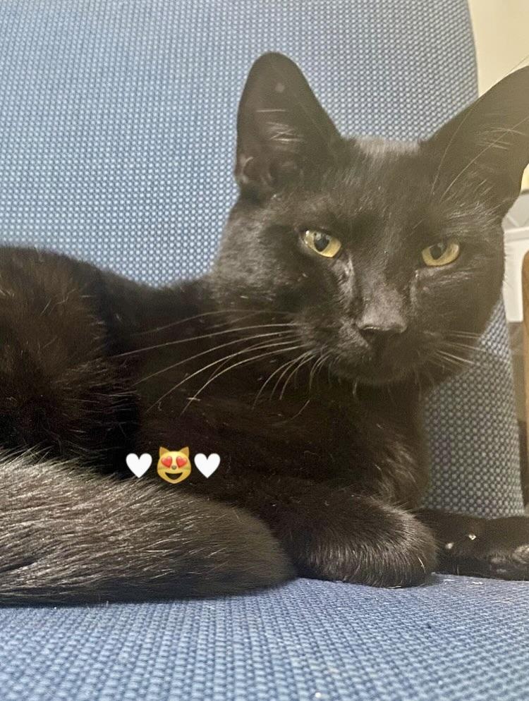 Enlarge Ozzy, an adopted Domestic Short Hair in BLACK MOUNTAIN, NC image 2/3