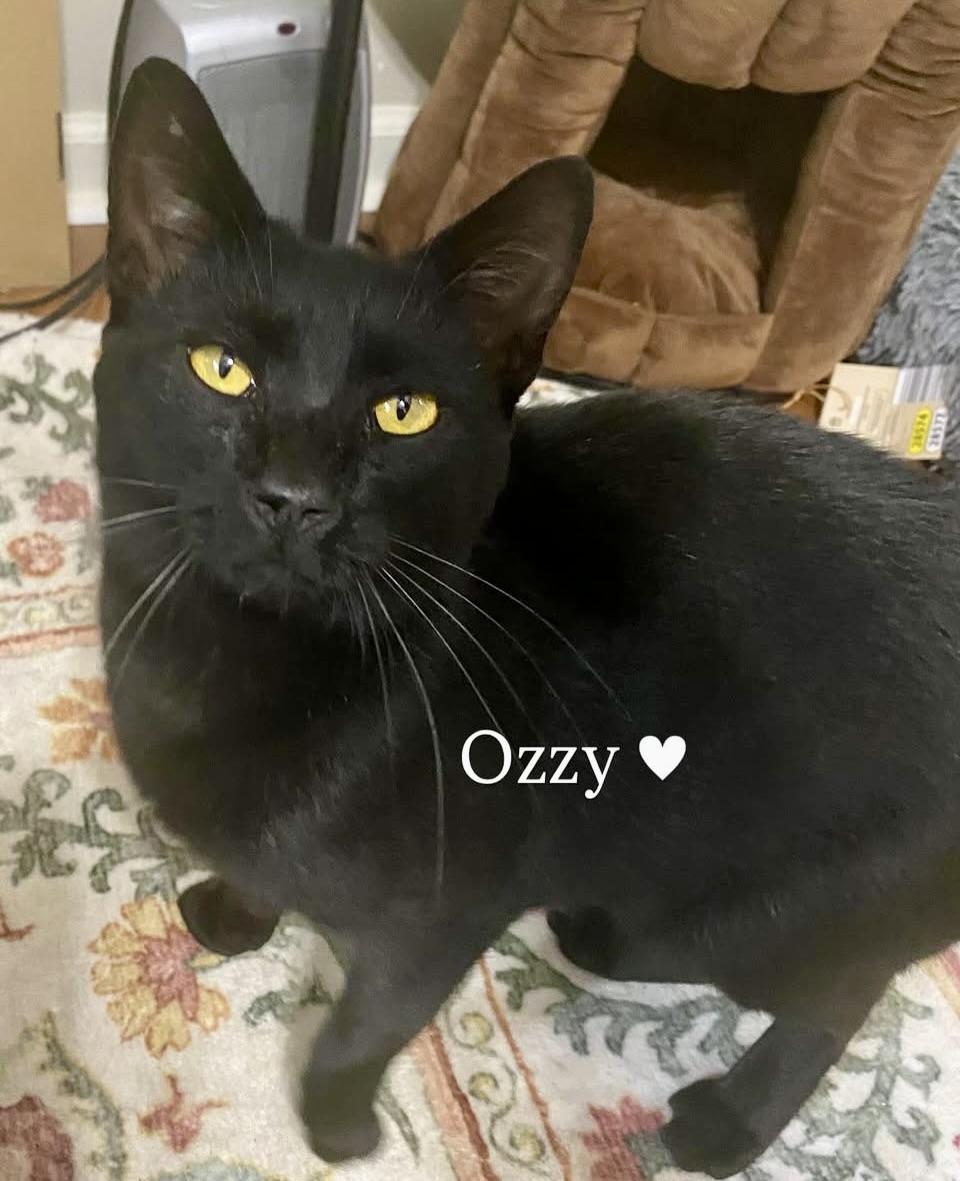 Enlarge Ozzy, an adopted Domestic Short Hair in BLACK MOUNTAIN, NC image 3/3