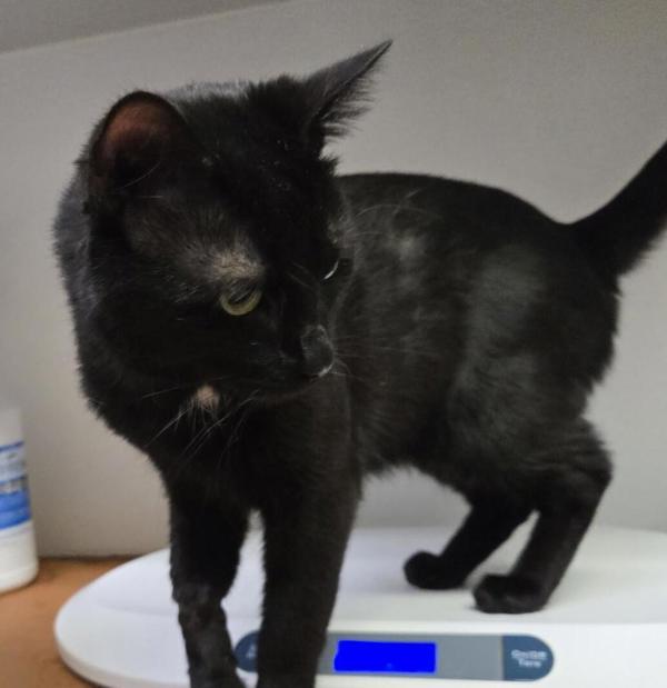 Diego, Adoptable, Young Male Domestic Short Hair.