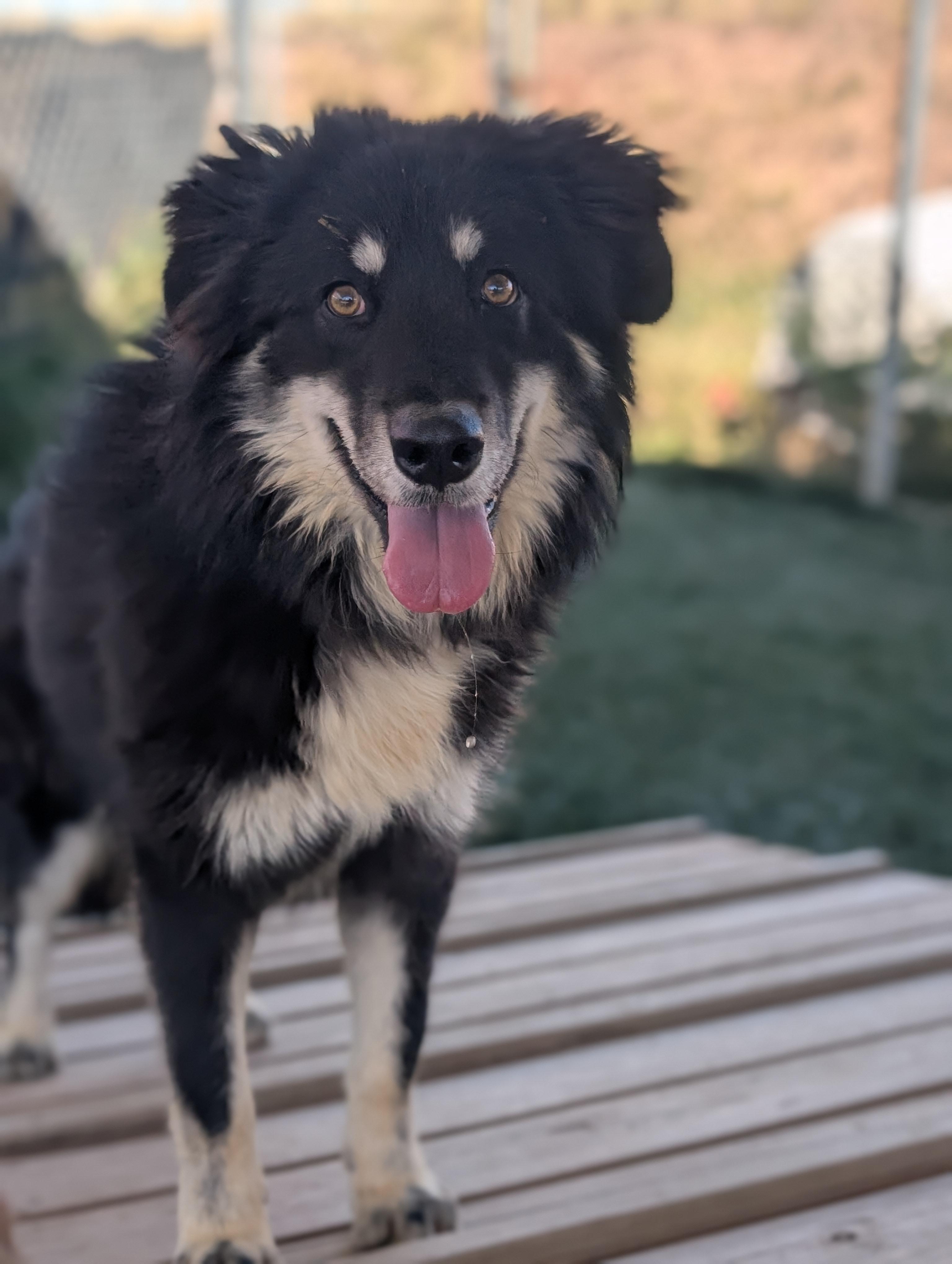 Petra, Adoptable, Young Female Alaskan Malamute.