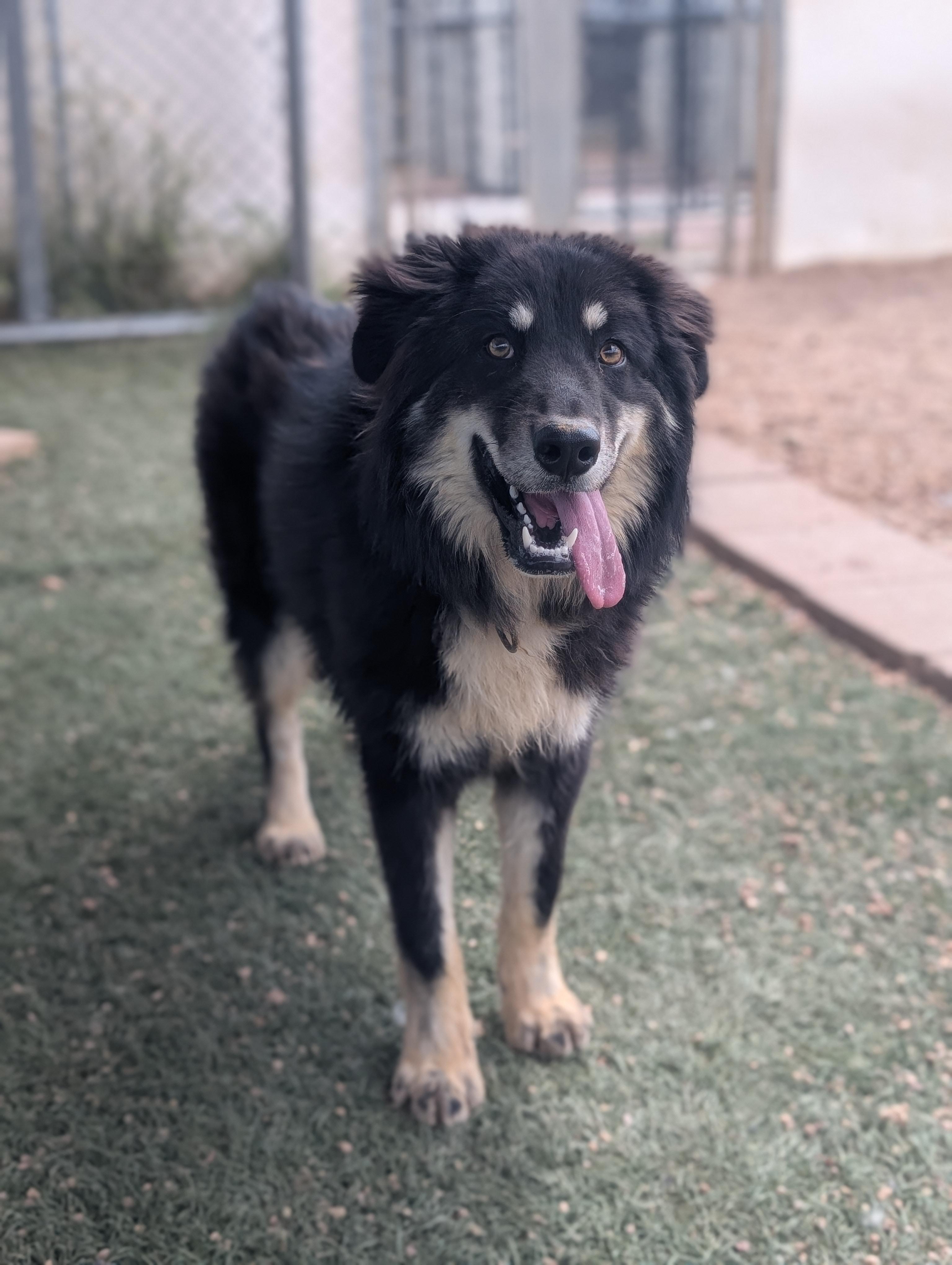 Petra, a Adoptable mixed breed in Divide, CO image 2/2