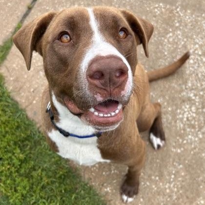 Enlarge Max, a ADOPTABLE mixed breed in The Colony, TX image 1/6