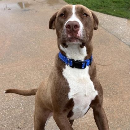 Enlarge Max, a ADOPTABLE mixed breed in The Colony, TX image 2/6