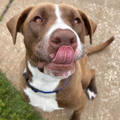 Enlarge Max, a ADOPTABLE mixed breed in The Colony, TX image 4/6
