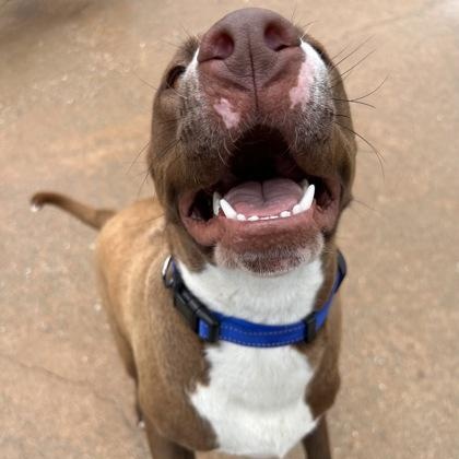 Enlarge Max, a ADOPTABLE mixed breed in The Colony, TX image 5/6