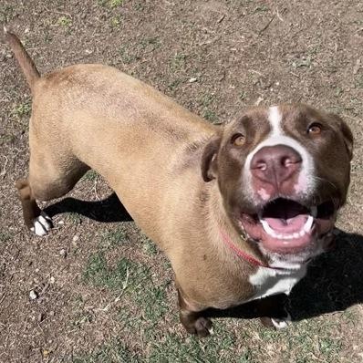Enlarge Max, a ADOPTABLE mixed breed in The Colony, TX image 3/6