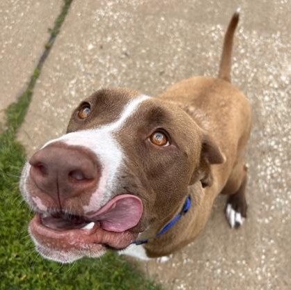 Enlarge Max, a ADOPTABLE mixed breed in The Colony, TX image 6/6