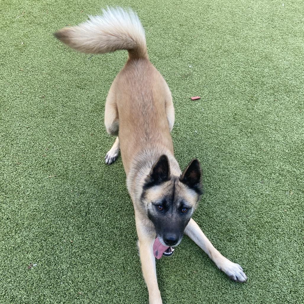 Poppy, Adoptable, Young Female Mixed Breed.