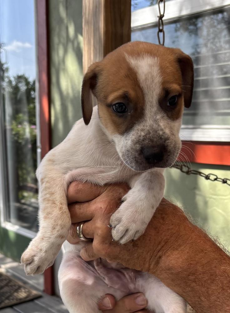 Enlarge Autumn, a Adoptable mixed breed in New Braunfels, TX image 1/2