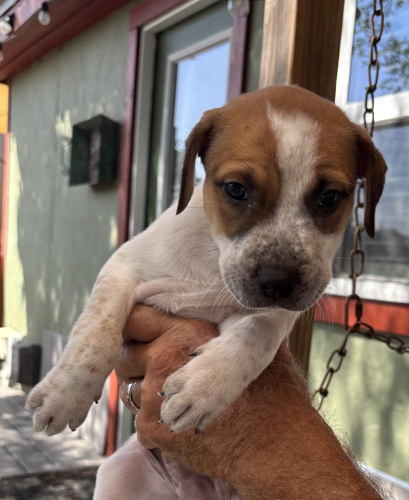 Enlarge Autumn, a Adoptable mixed breed in New Braunfels, TX image 2/2