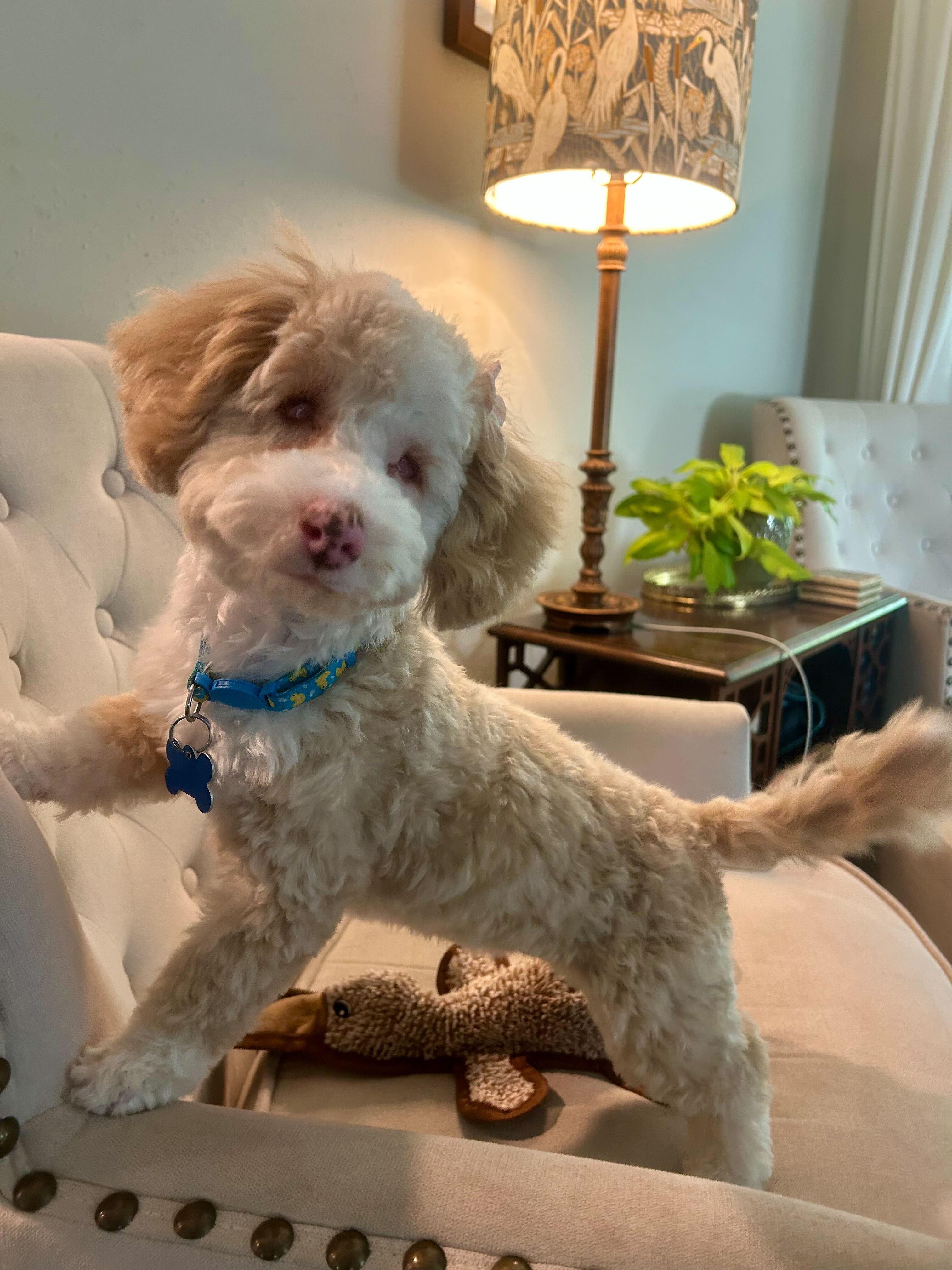 Enlarge The Teeny-’een’y Girls, a ADOPTABLE Cockapoo in Garland, TX image 3/5