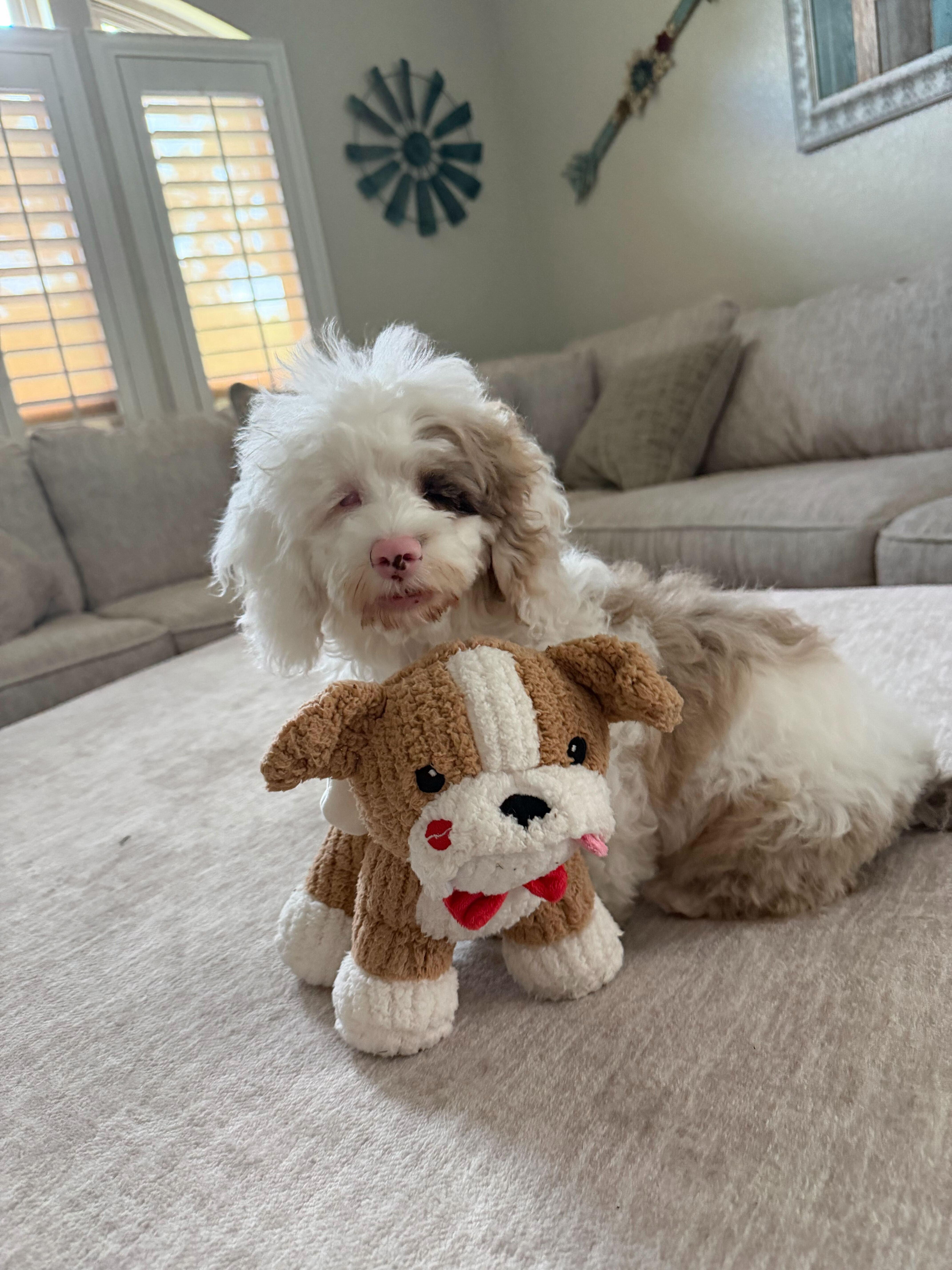 Enlarge The Teeny-’een’y Girls, a ADOPTABLE Cockapoo in Garland, TX image 5/5
