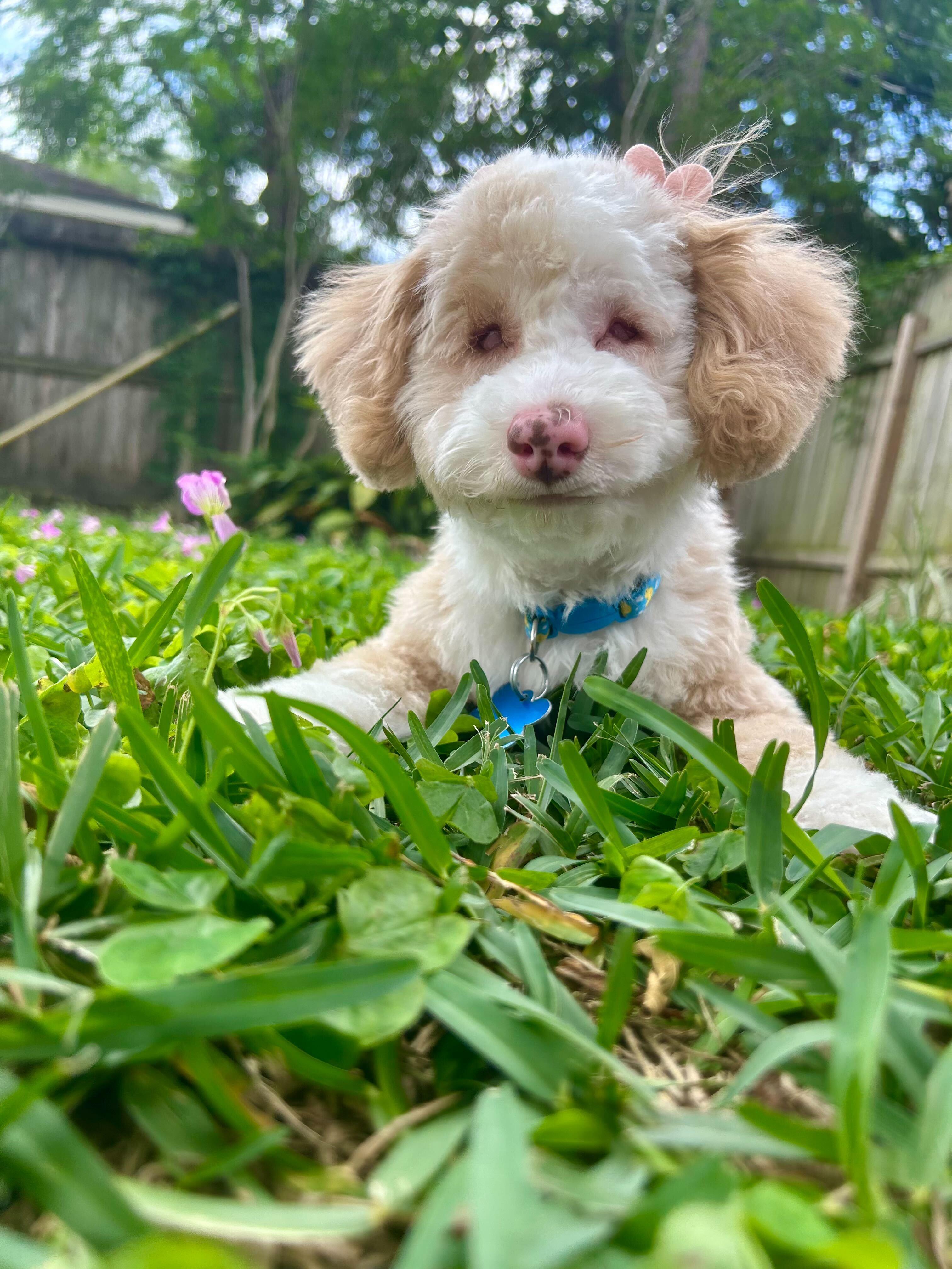 Enlarge The Teeny-’een’y Girls, a ADOPTABLE Cockapoo in Garland, TX image 2/5