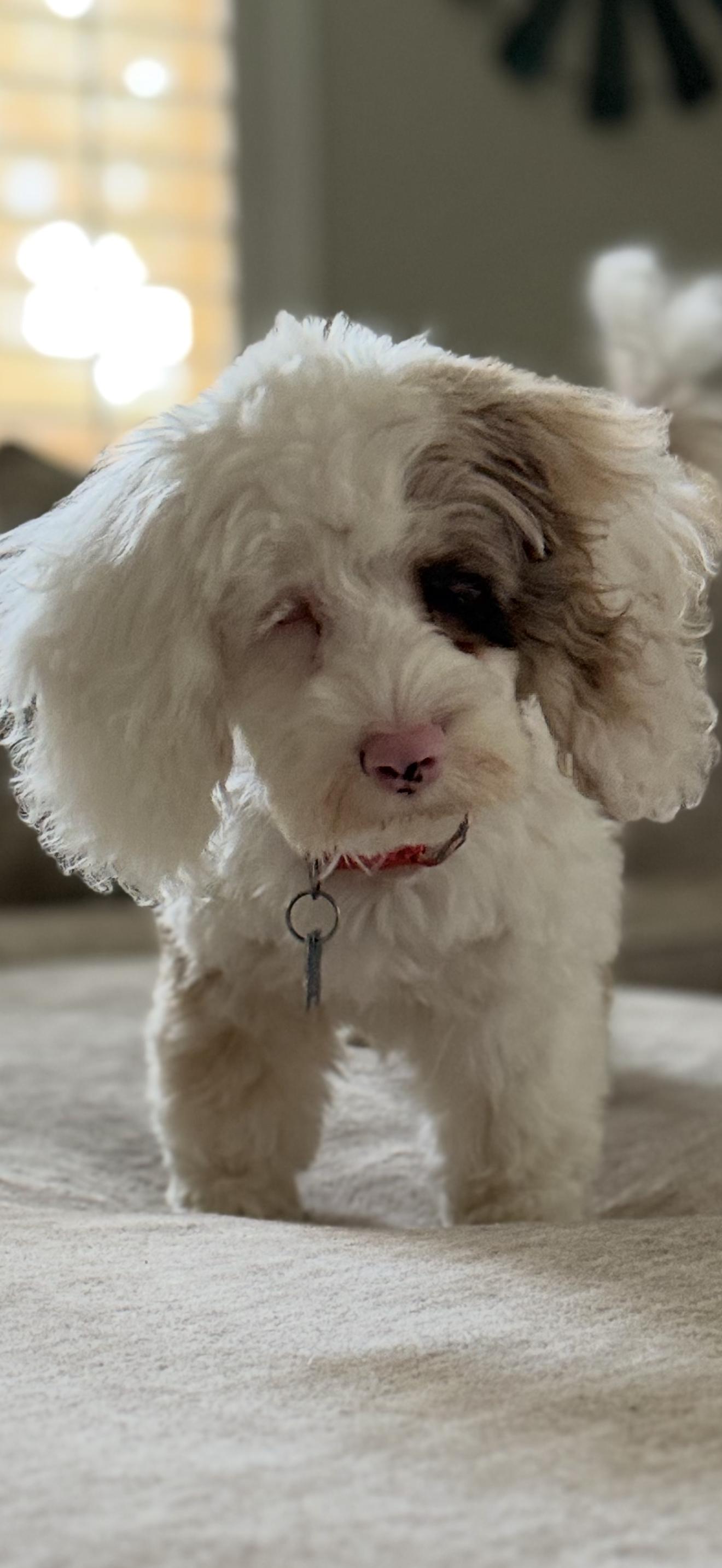 Enlarge The Teeny-’een’y Girls, a ADOPTABLE Cockapoo in Garland, TX image 4/5