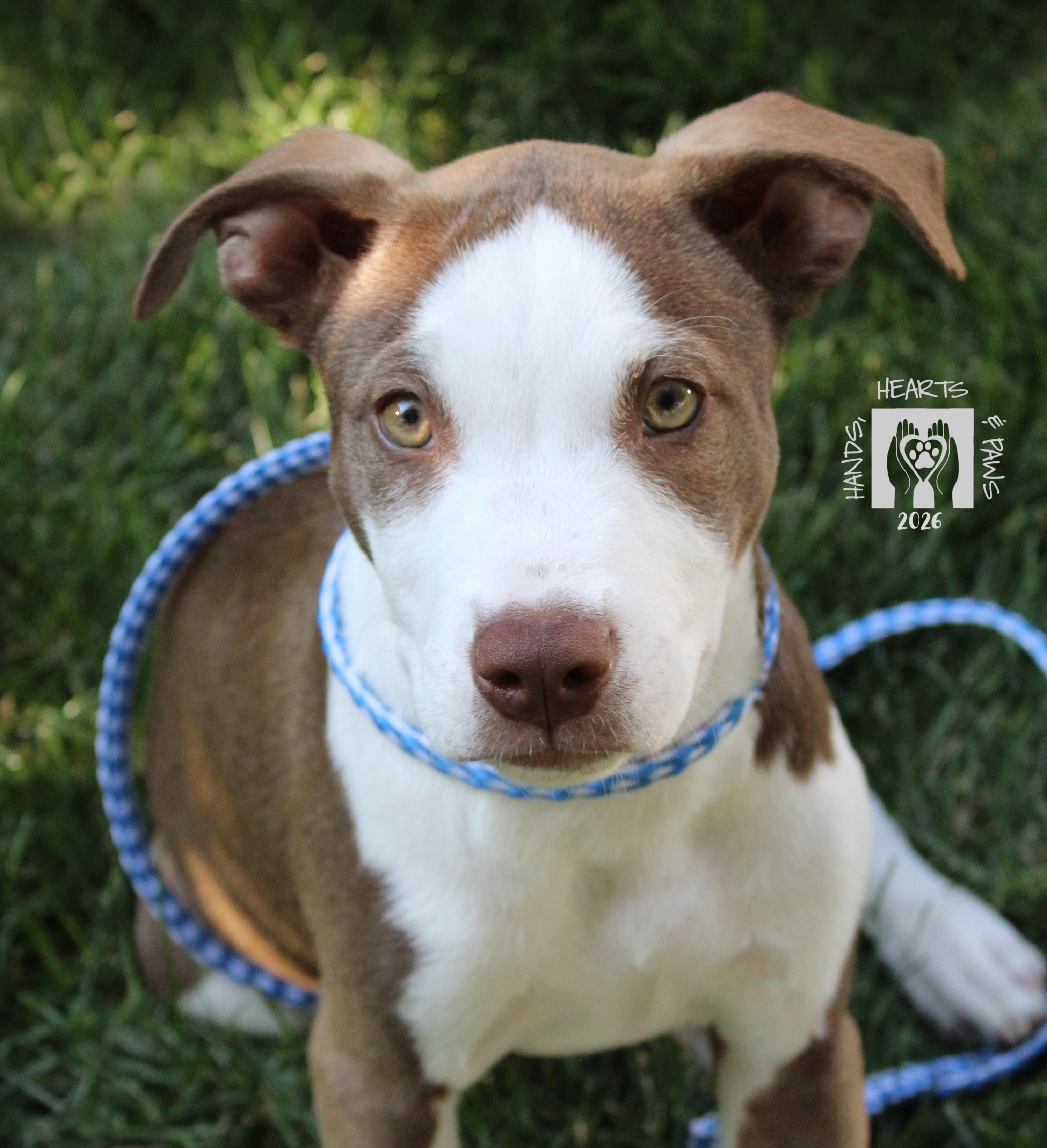 Repeat, a Adoptable mixed breed in Omaha, NE image 5/5