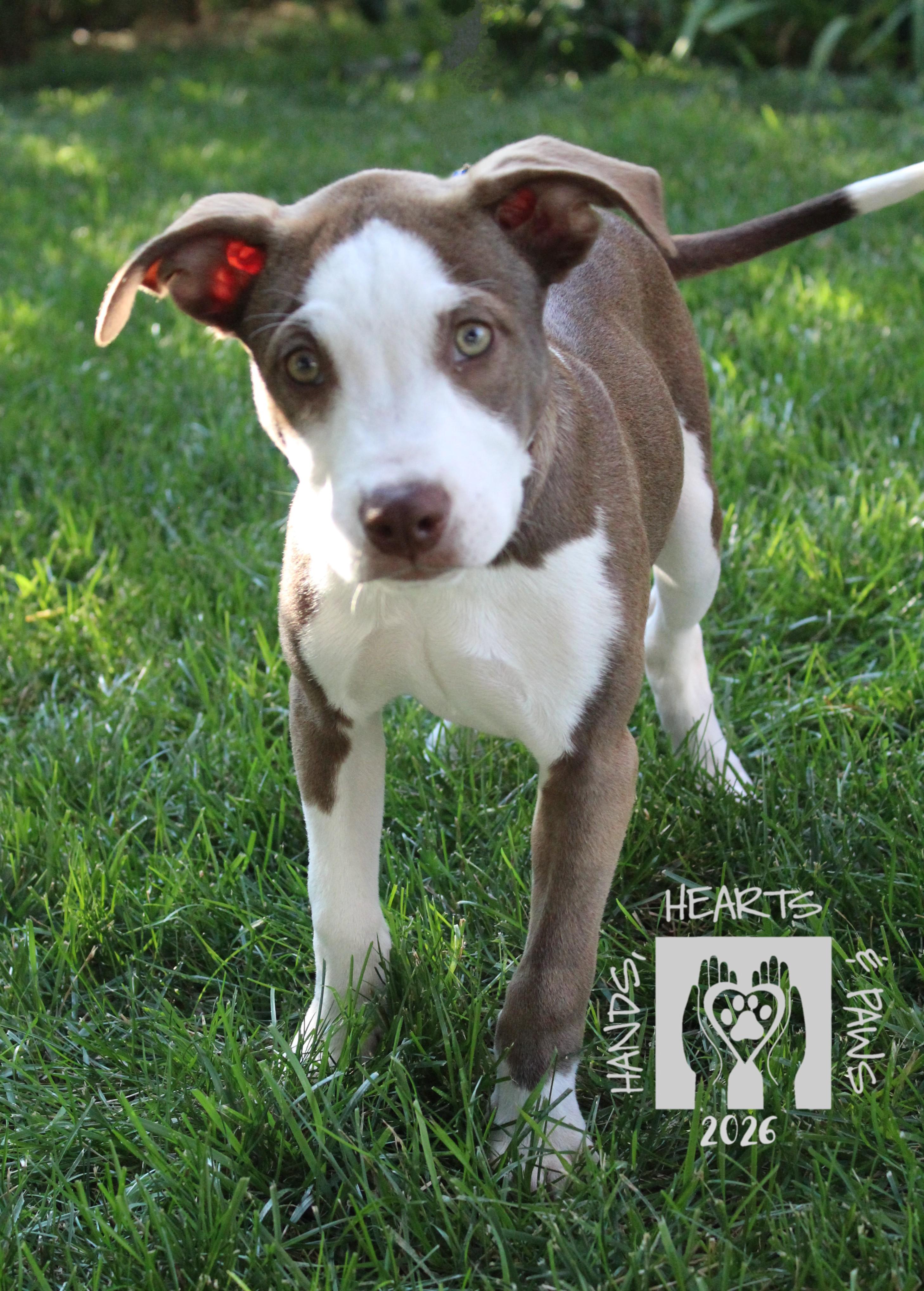 Repeat, a Adoptable mixed breed in Omaha, NE image 4/5