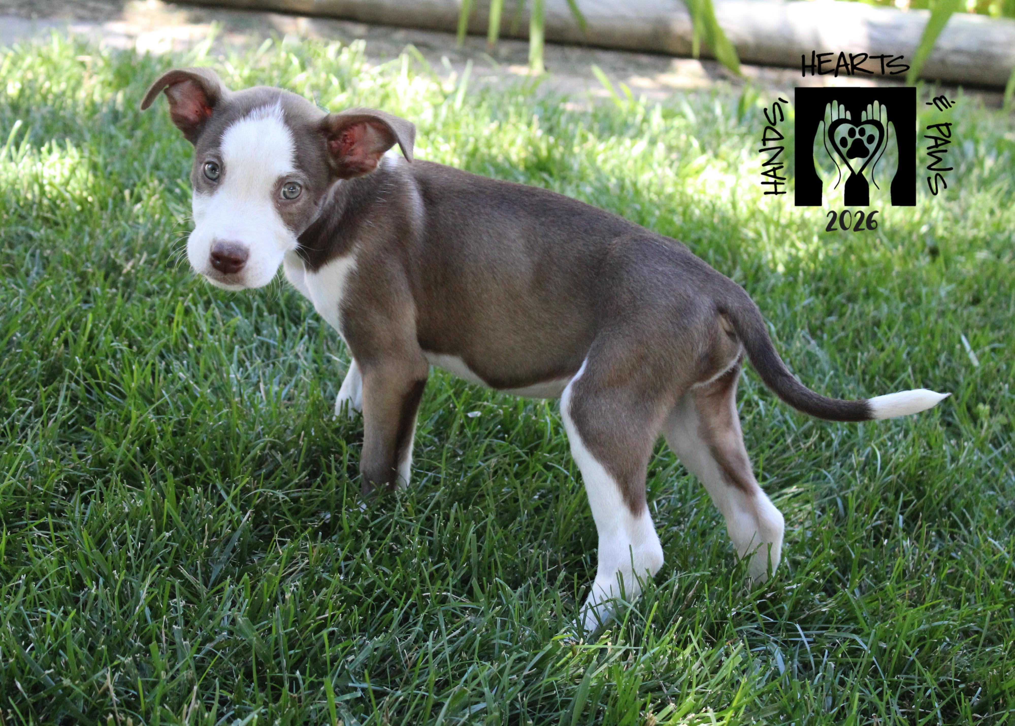 Repeat, Adoptable, Puppy Male Labrador Retriever & Shepherd.