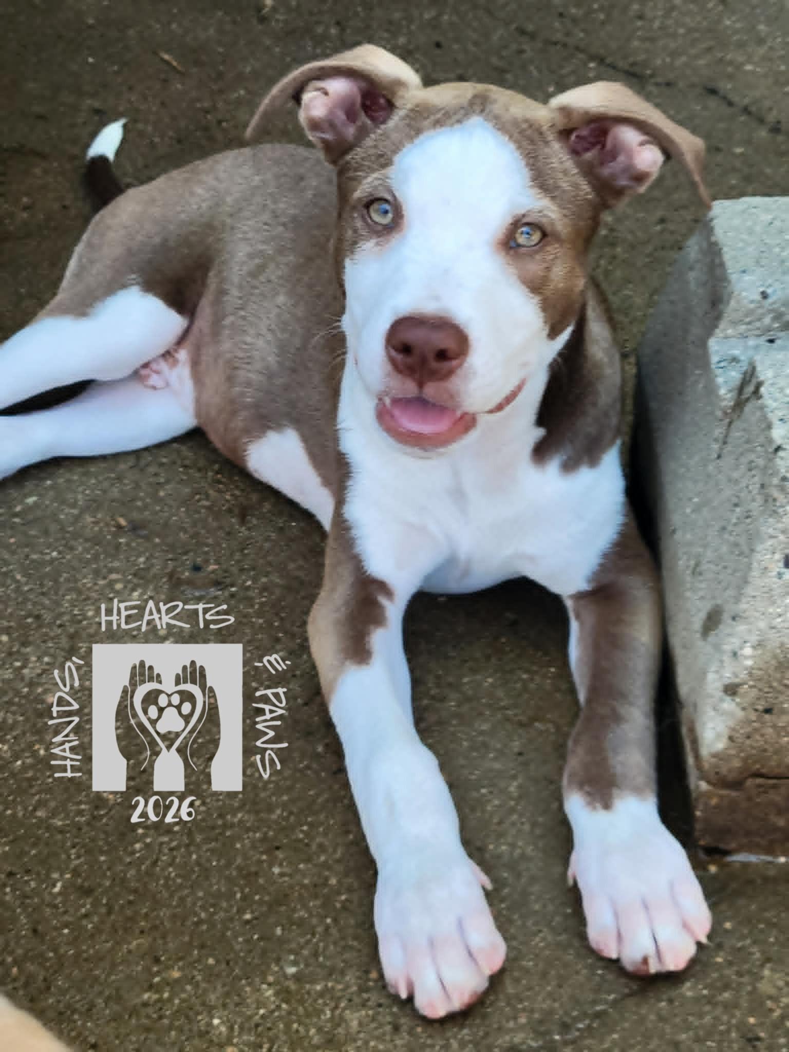 Repeat, a Adoptable mixed breed in Omaha, NE image 1/5