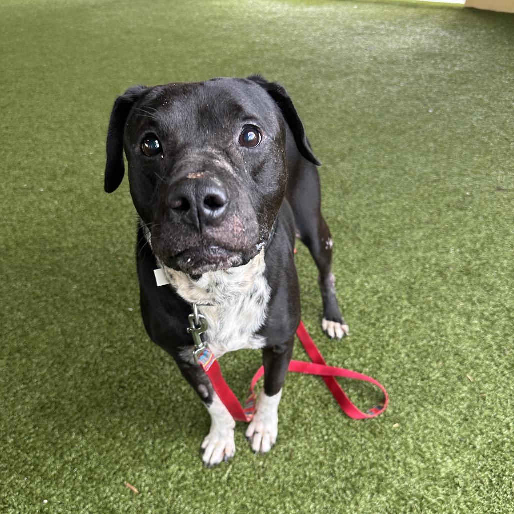Florida, Adoptable, Adult Male American Bulldog.