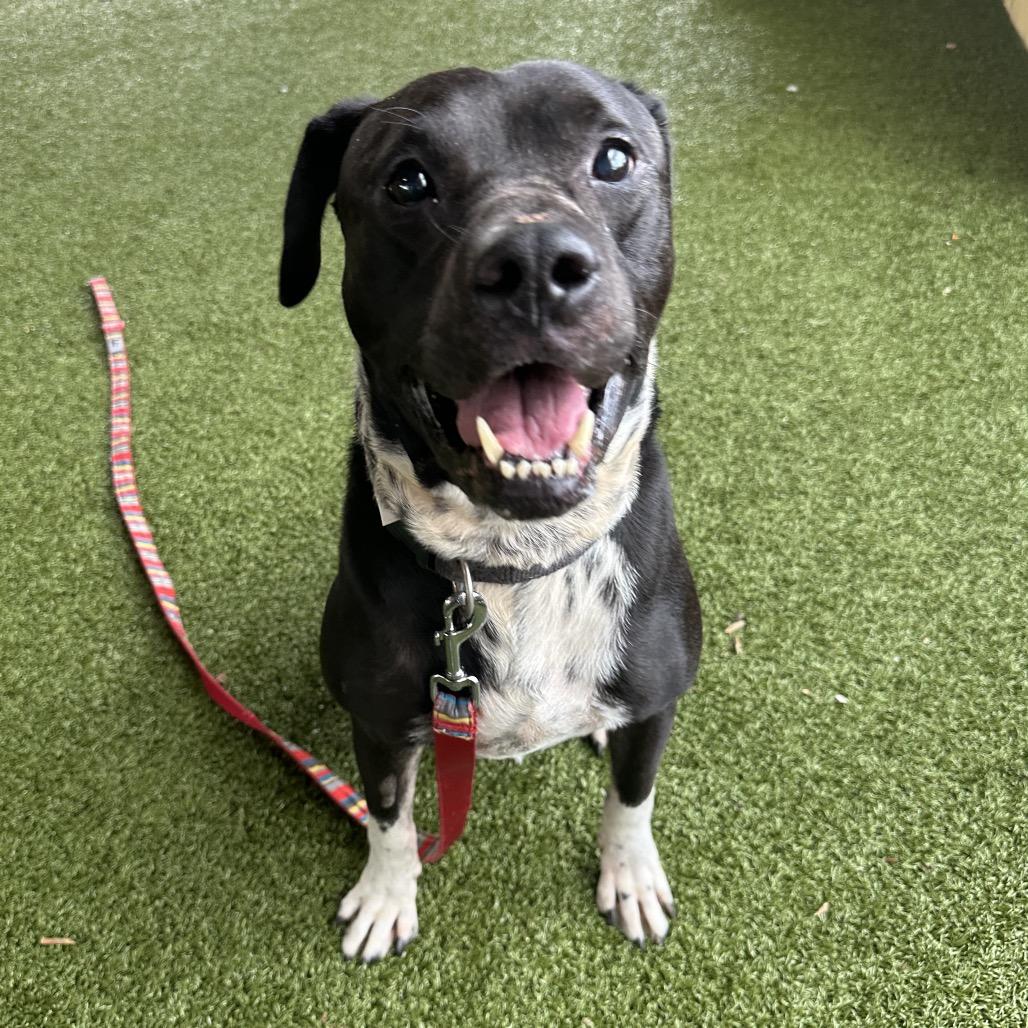 Florida, a Adoptable American Bulldog in West Palm Beach, FL image 2/6