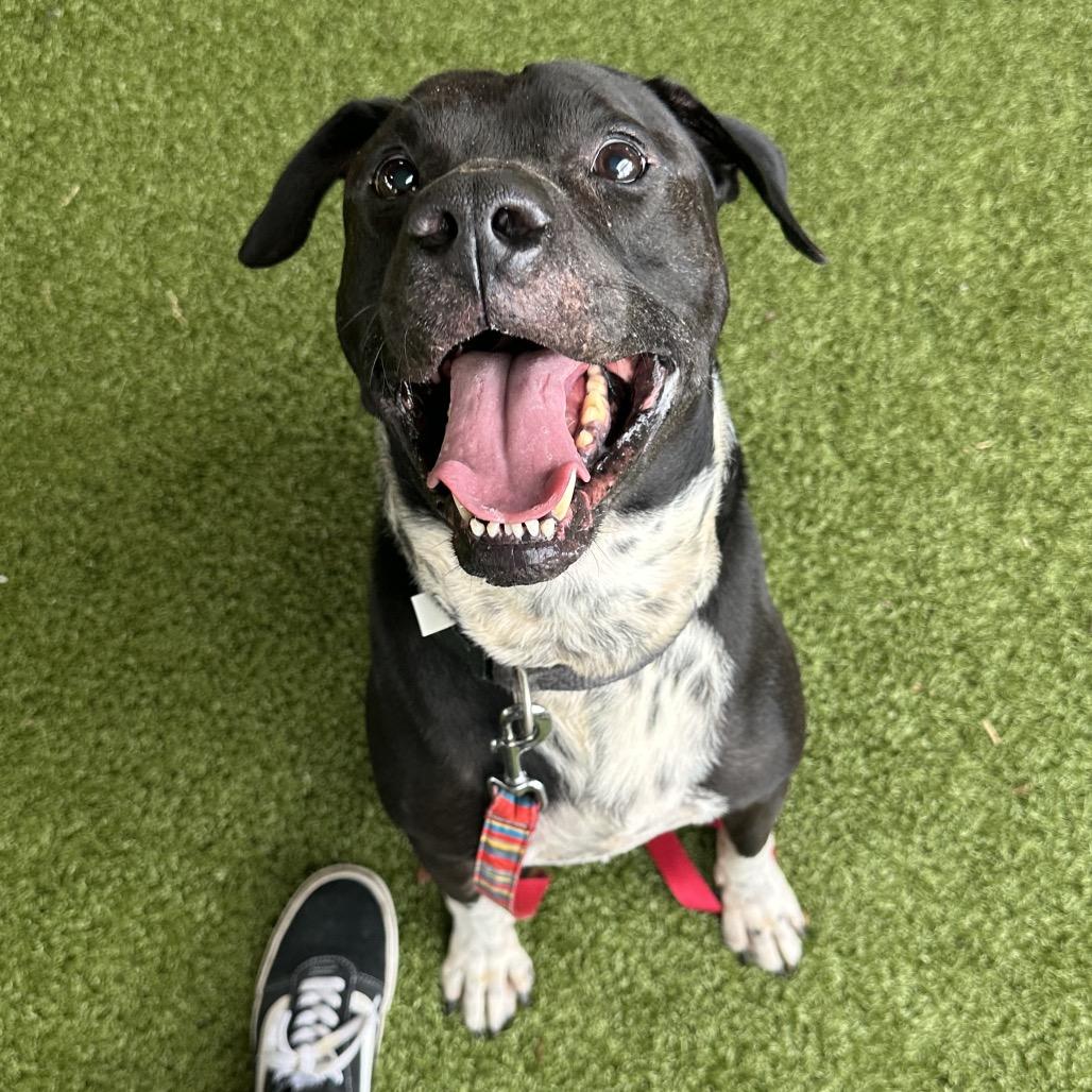 Florida, a Adoptable American Bulldog in West Palm Beach, FL image 4/6