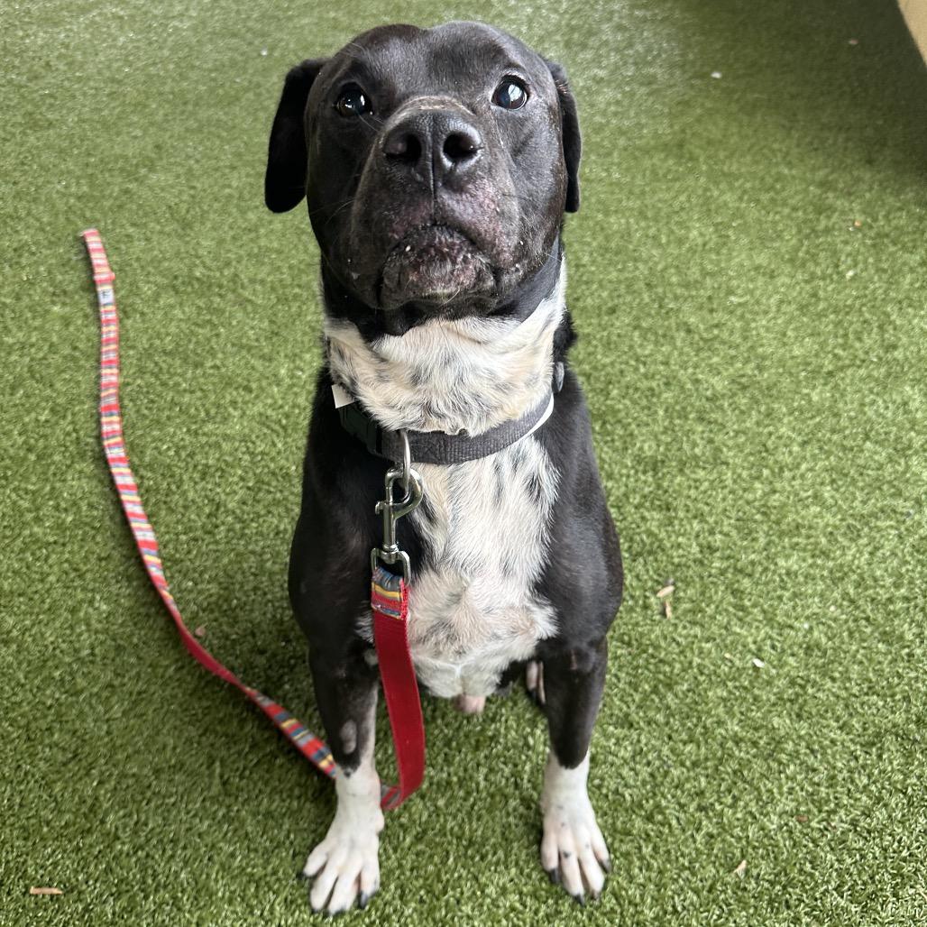 Florida, a Adoptable American Bulldog in West Palm Beach, FL image 6/6