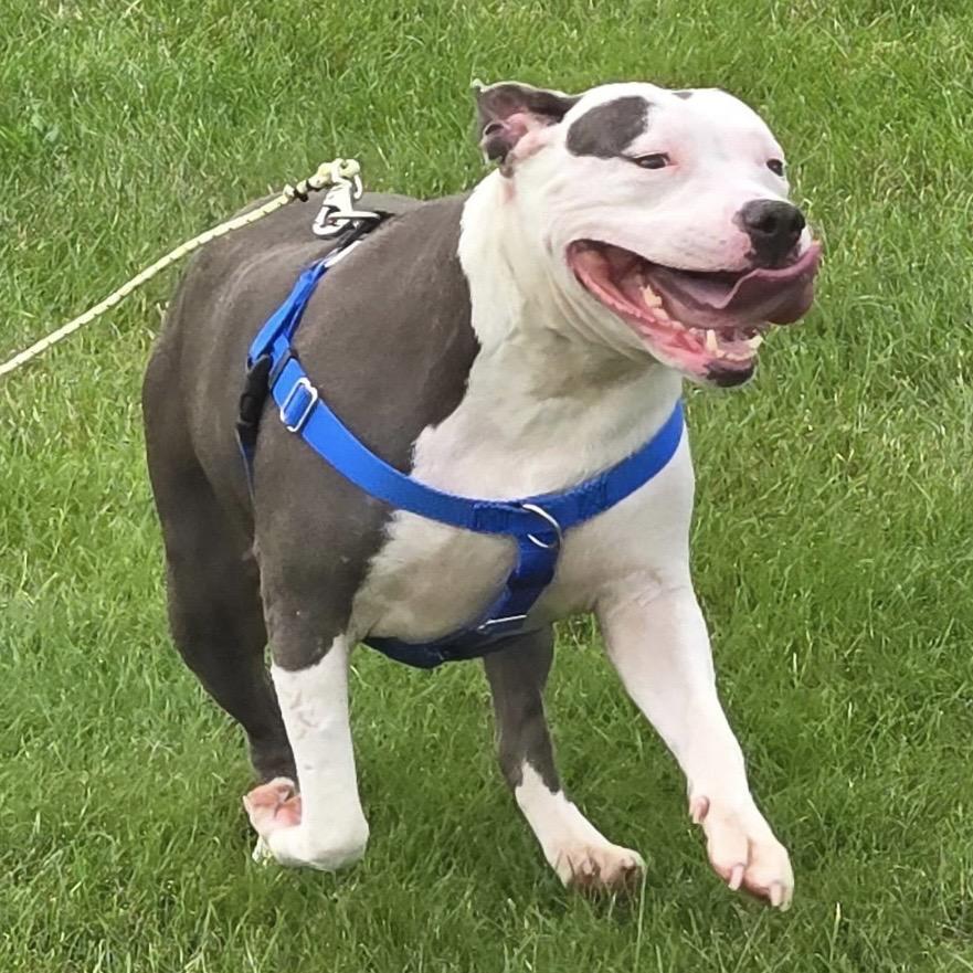 Enlarge Bella, a Adoptable mixed breed in Avon, OH image 2/6