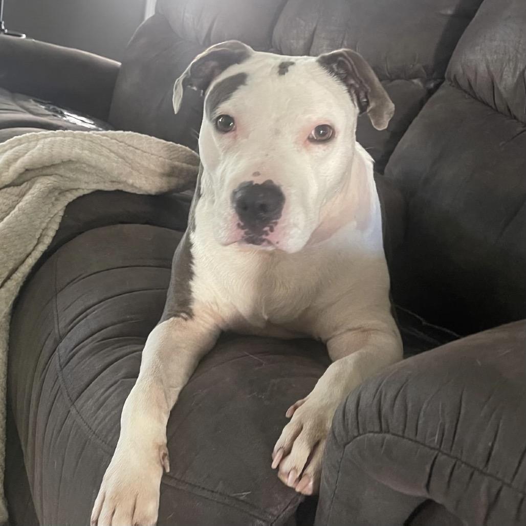Enlarge Bella, a Adoptable mixed breed in Avon, OH image 3/6