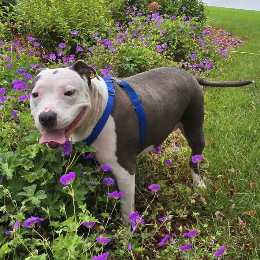 Enlarge Bella, a Adoptable mixed breed in Avon, OH image 4/6