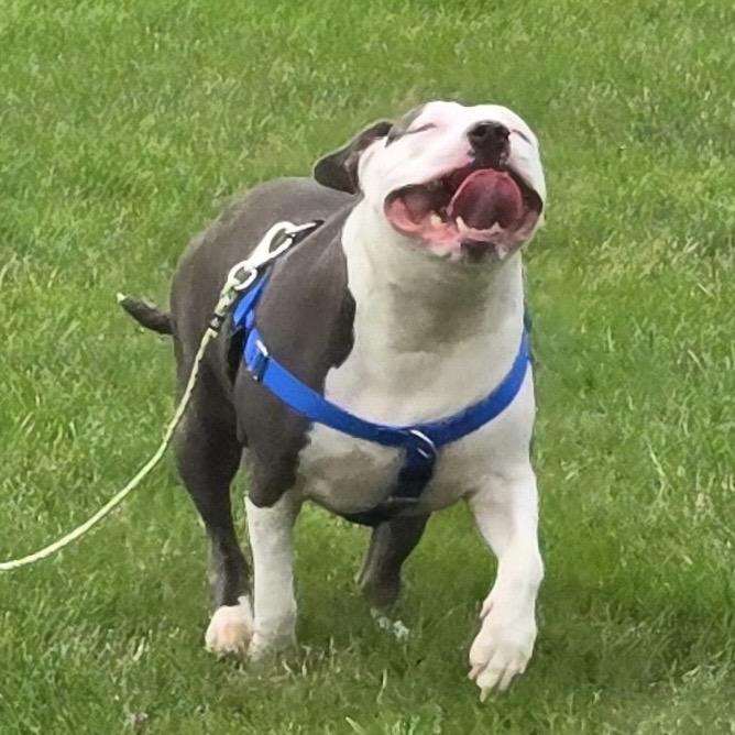 Enlarge Bella, a Adoptable mixed breed in Avon, OH image 5/6
