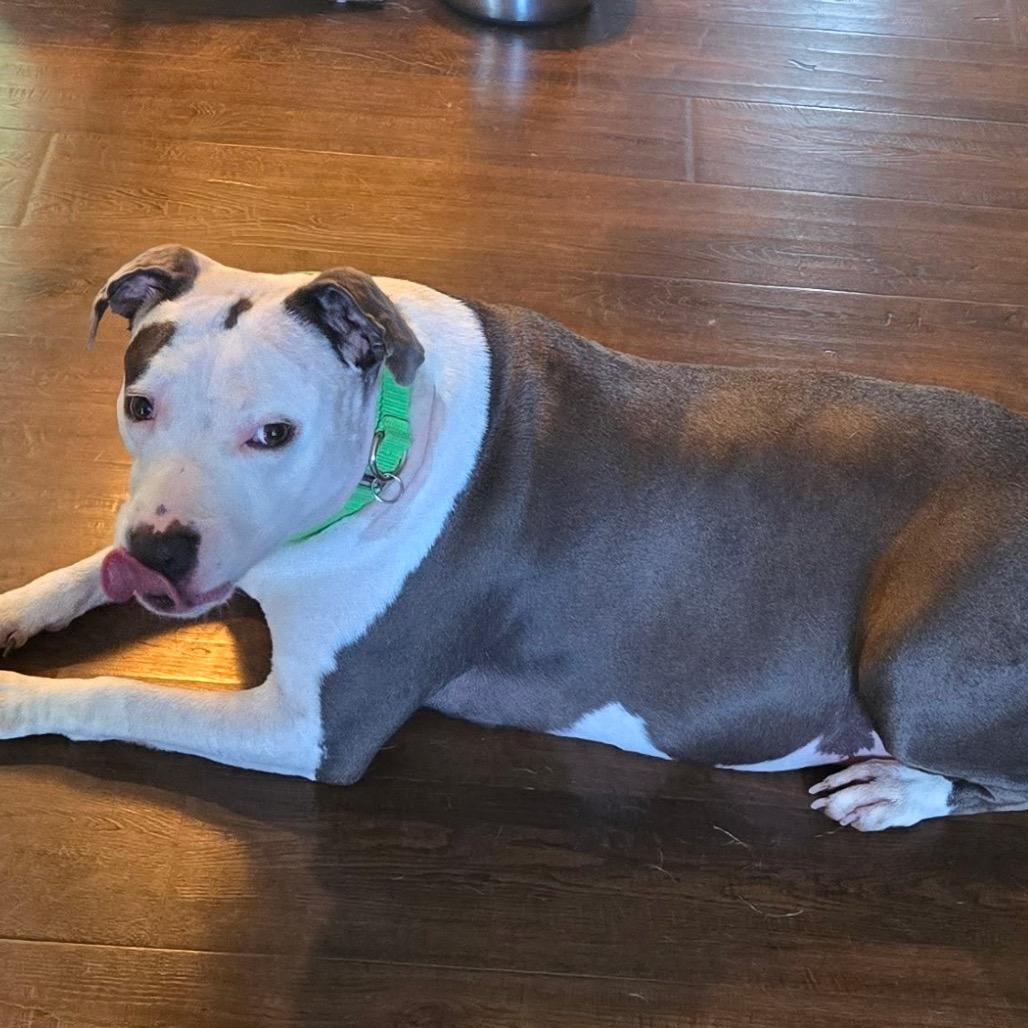 Enlarge Bella, a Adoptable mixed breed in Avon, OH image 6/6