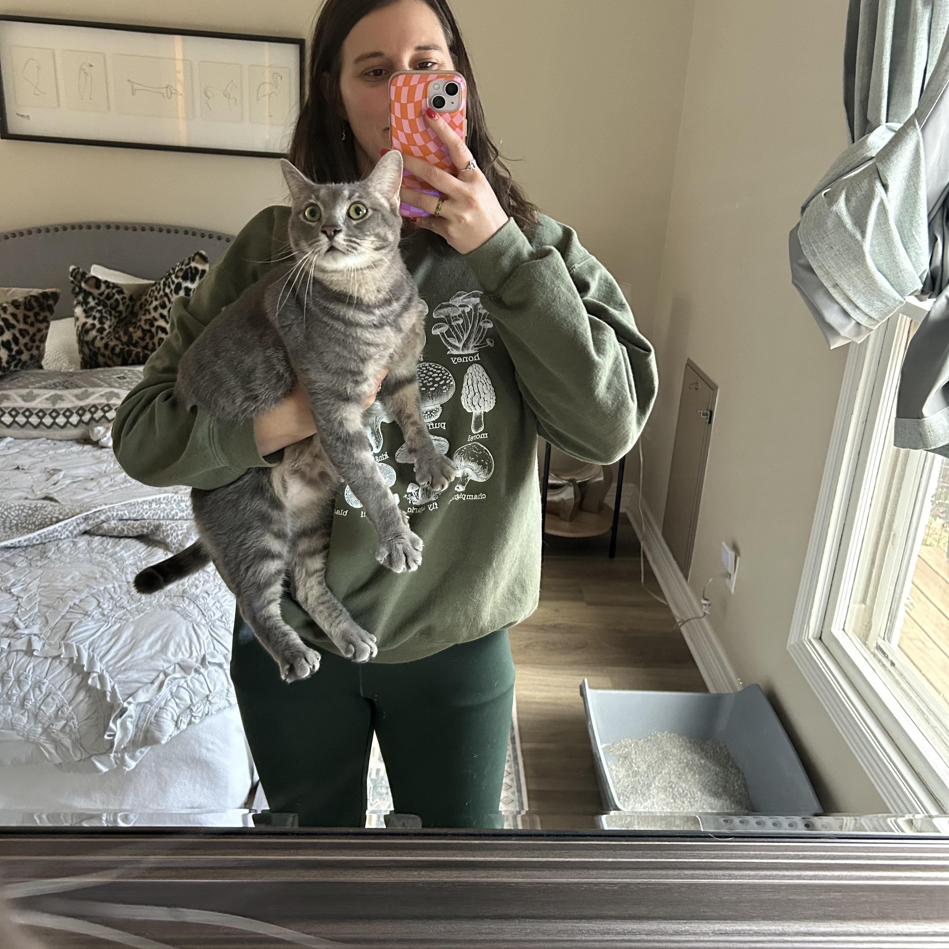 Enlarge Louis "Lou", an adoptable Domestic Short Hair in Fort Worth, TX image 2/2