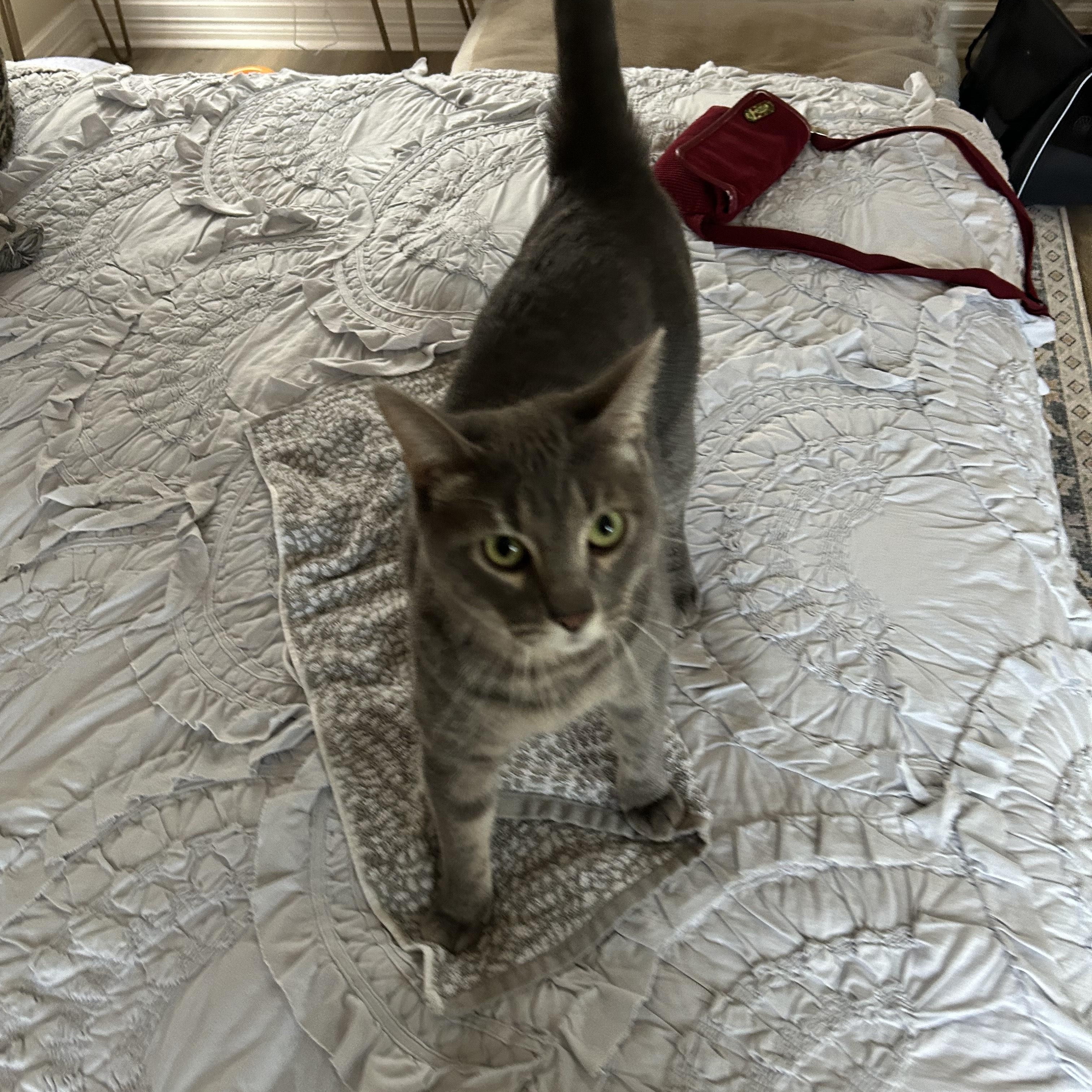 Enlarge Louis "Lou", an adoptable Domestic Short Hair in Fort Worth, TX image 1/2