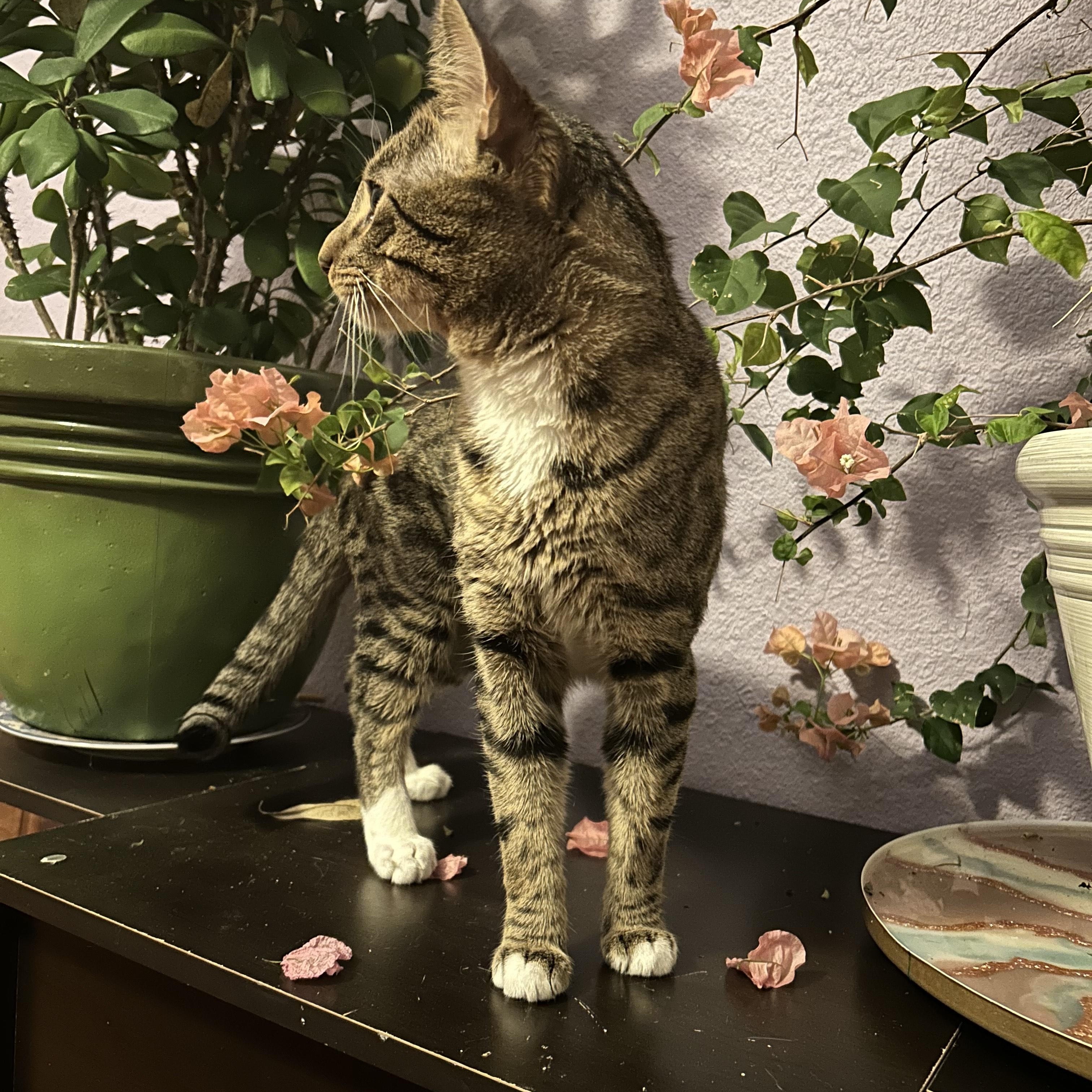 Louis "Lou", adoptable, Young Male Domestic Short Hair.