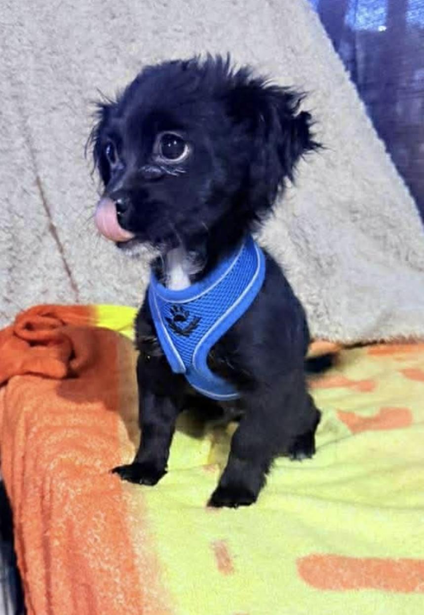 Enlarge Noe, an adopted mixed breed in San Diego , CA image 2/4