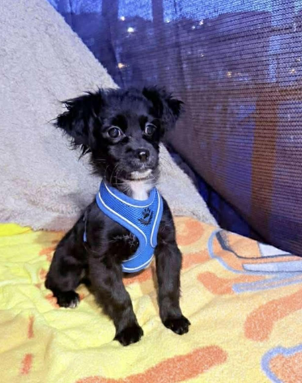 Enlarge Noe, an adopted mixed breed in San Diego , CA image 3/4