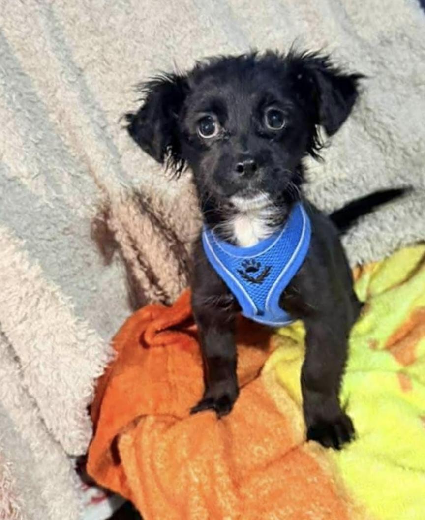 Enlarge Noe, an adopted mixed breed in San Diego , CA image 1/4